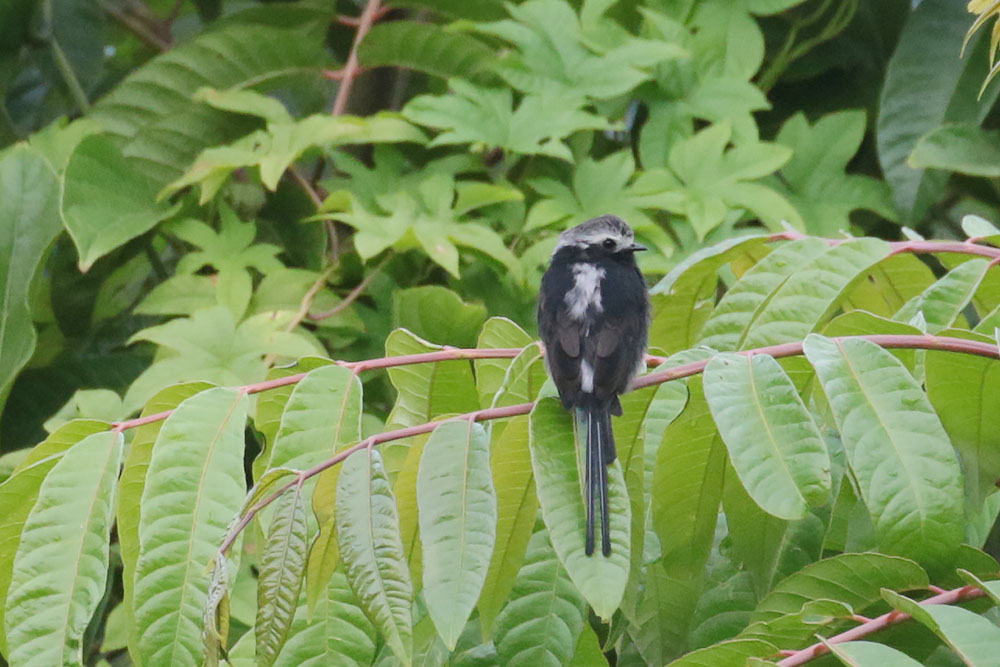 Long-tailed Tyrant